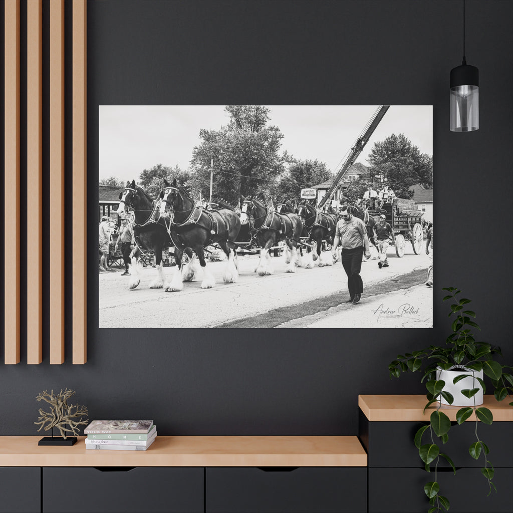 Clydesdale At Hog Days Parade Matte Canvas Print (Stretched)