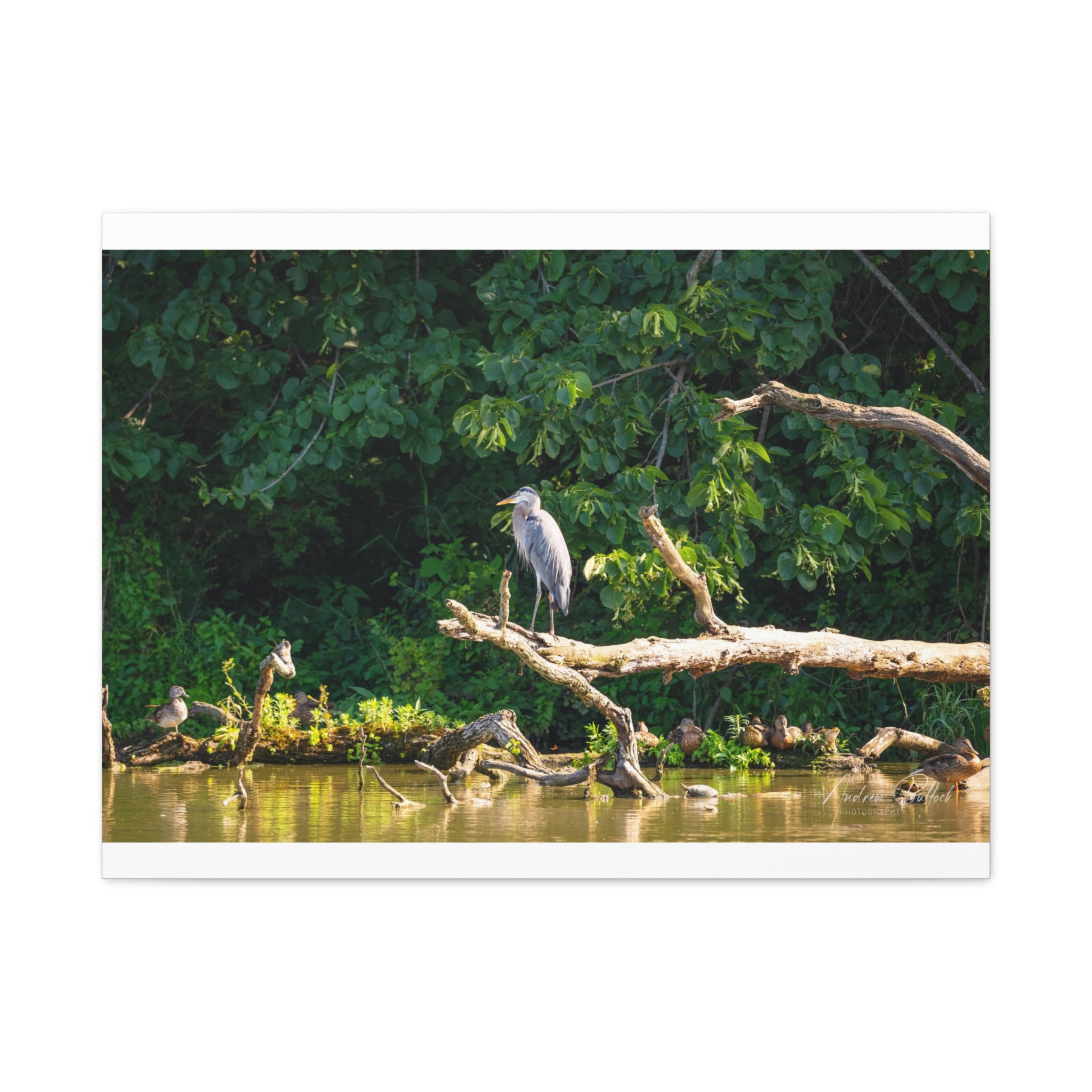 Great Blue Heron And Friends Matte Stretched Canvas - Nature Wall Art