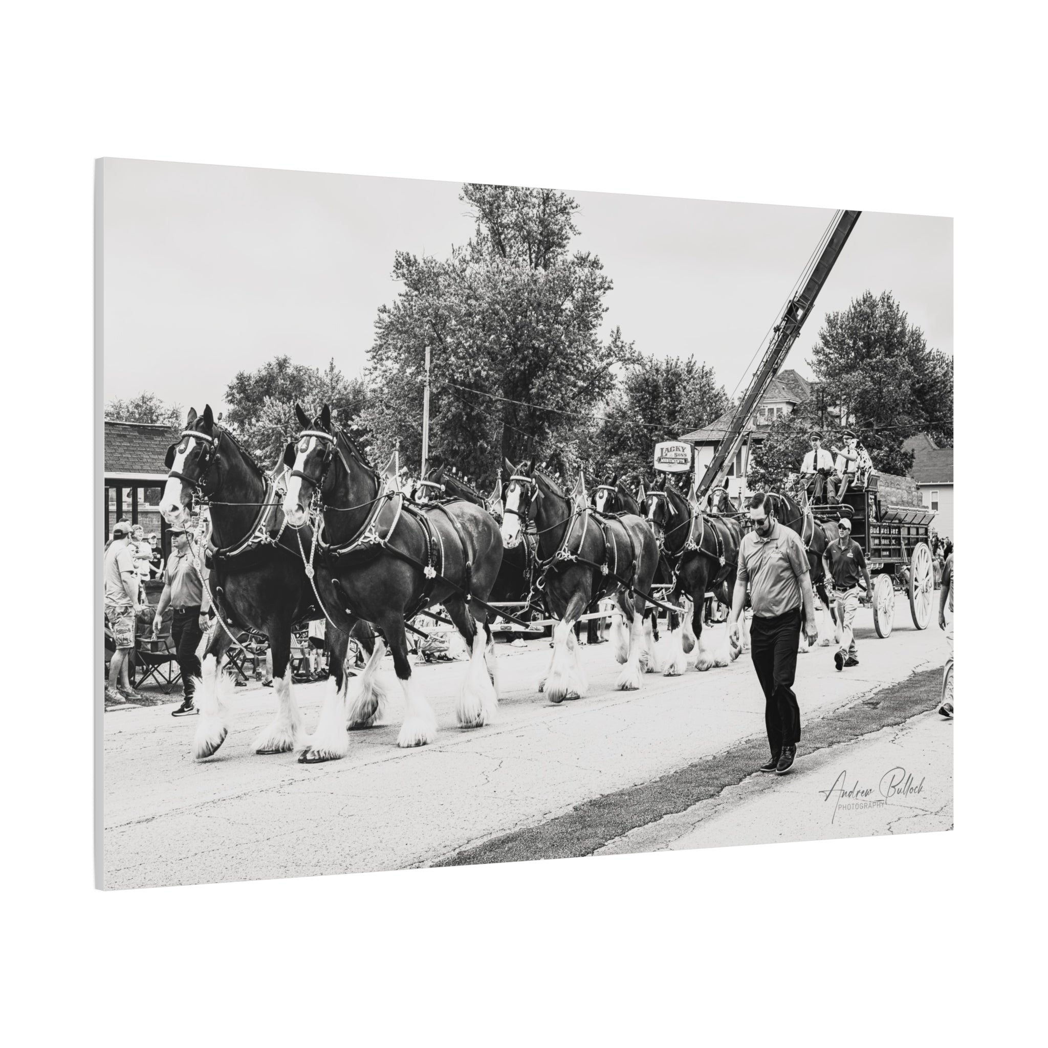Clydesdale At Hog Days Parade Matte Canvas Print (Stretched)