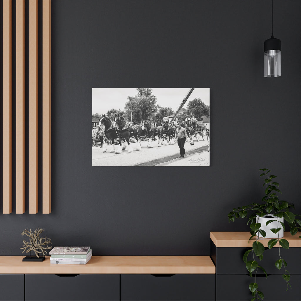 Clydesdale At Hog Days Parade Matte Canvas Print (Stretched)