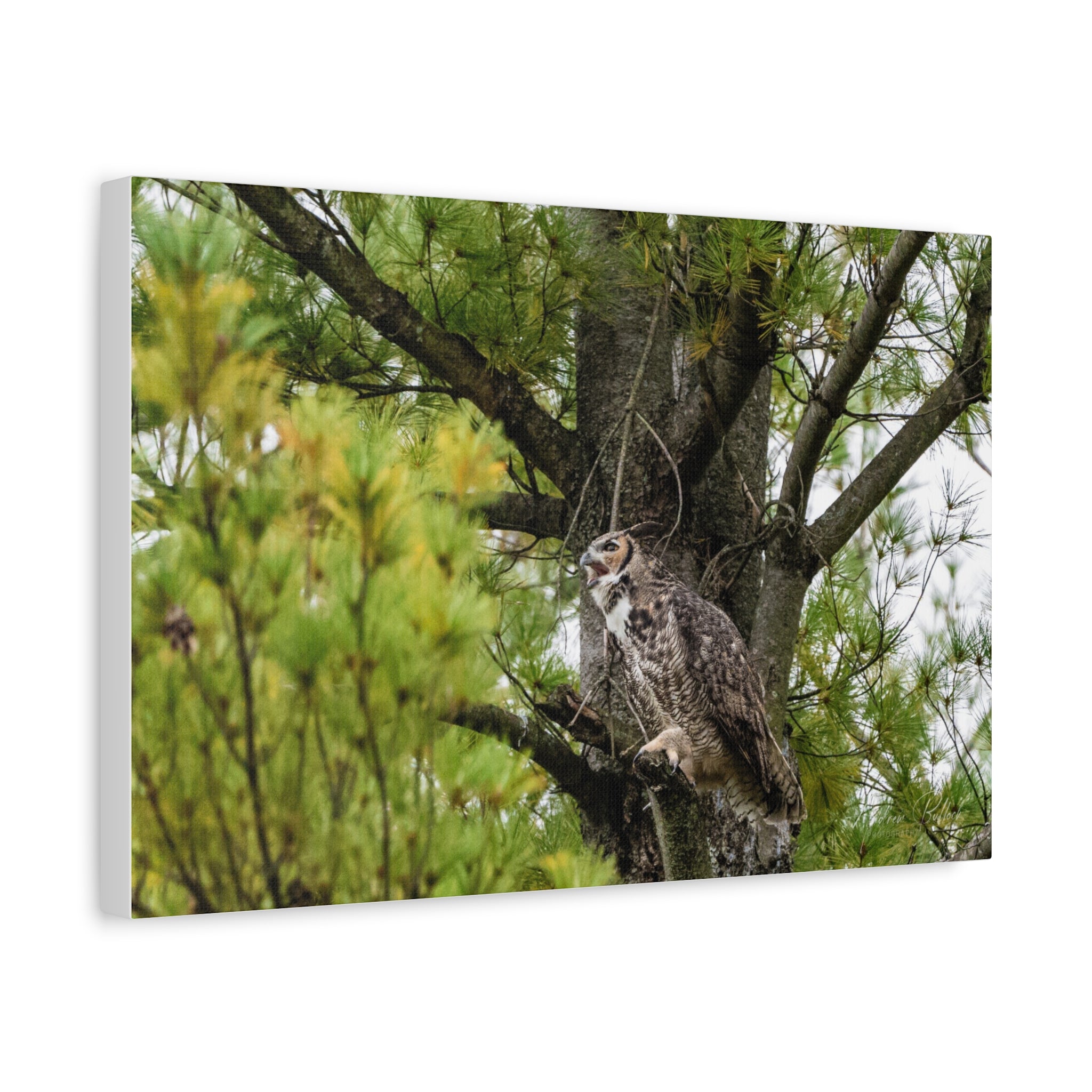 Great Horned Owl Canvas Print — Wildlife Wall Art, Matte Stretched Canvas