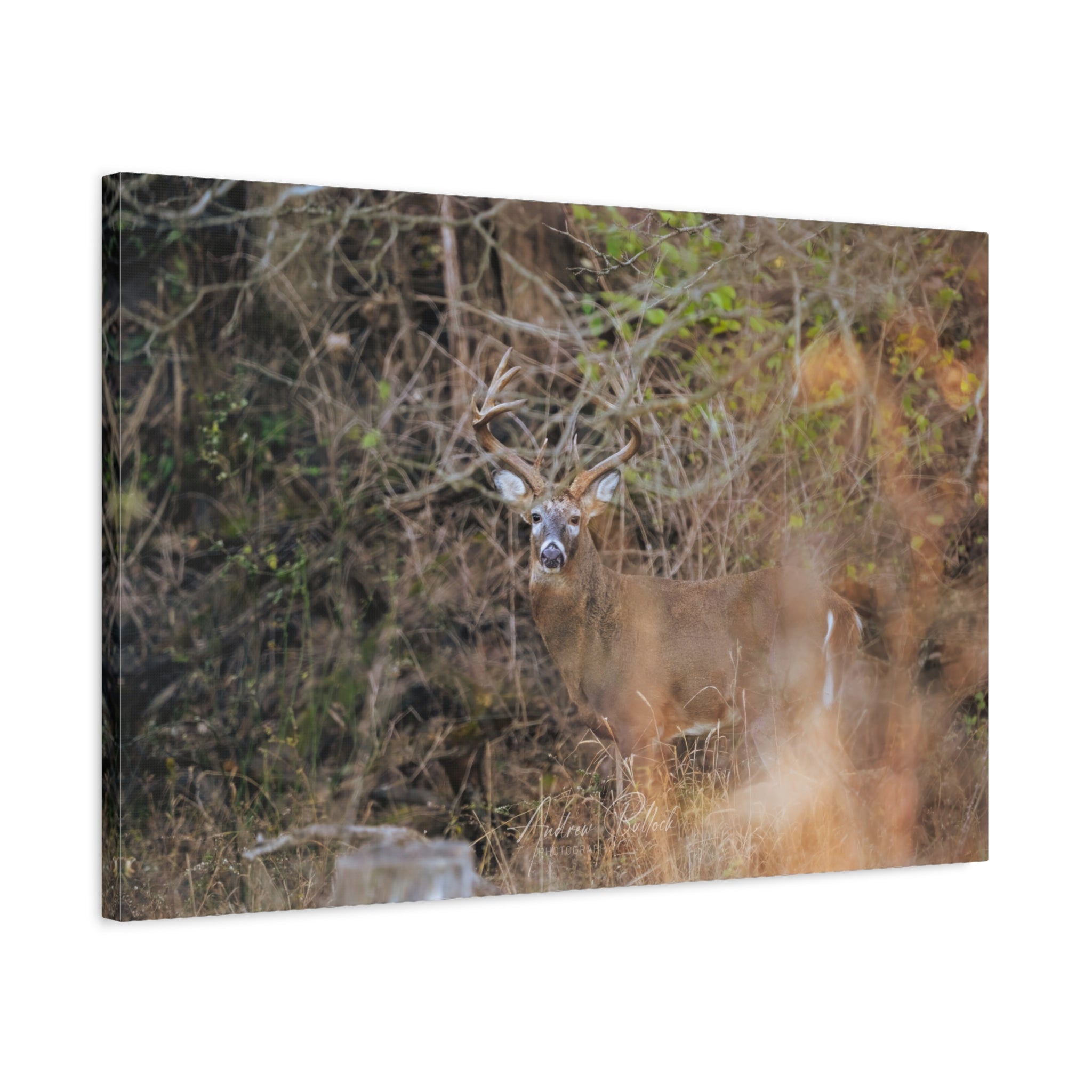 Deer in Brush Matte Canvas Print — Woodland Wildlife Wall Art