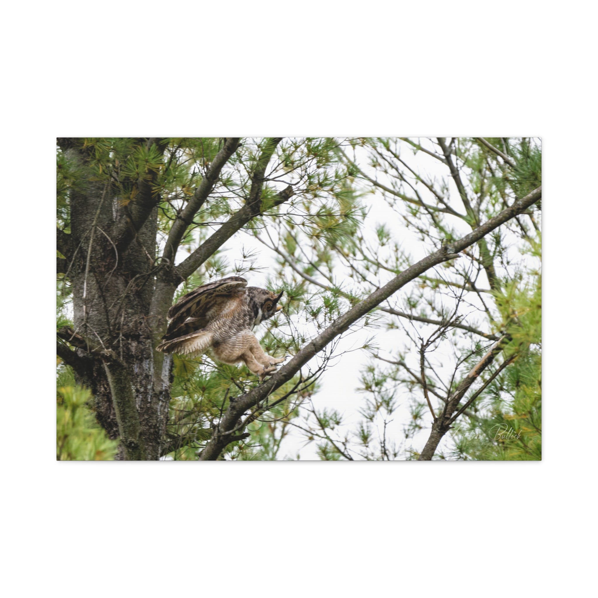 Talons Out: Great Horned Owl Canvas Print — Stretched Matte Nature Wall Art